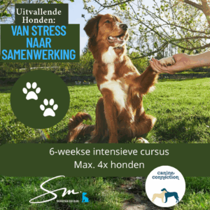 Uitvallende Honden: van stress naar samenwerking